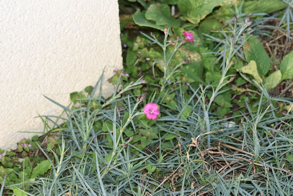 DSC_0576_1024.JPG