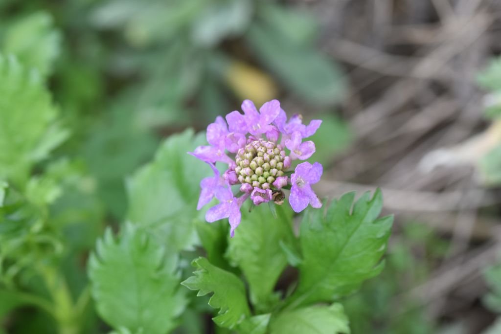 DSC_0579_1024.JPG