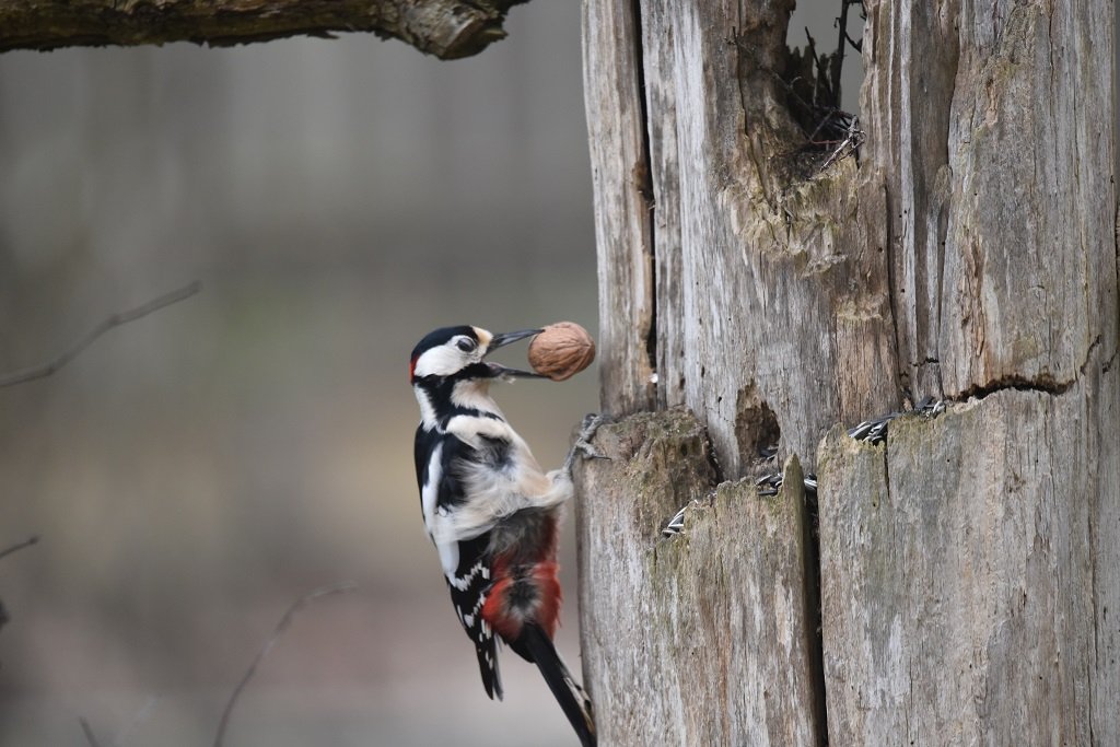 DSC_1552 - Copie.JPG