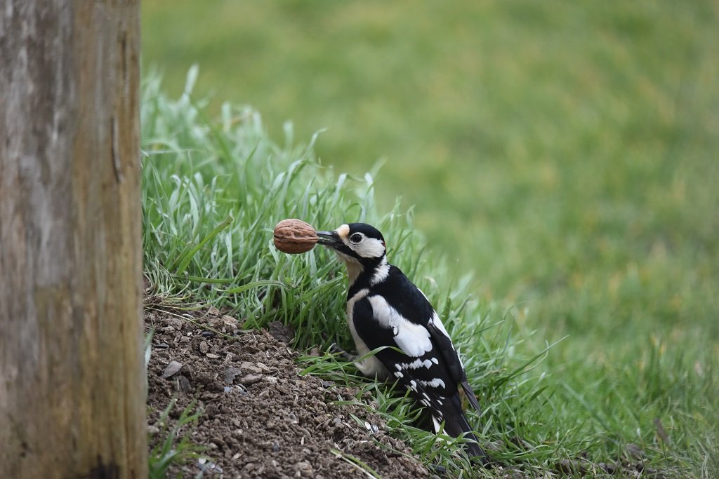 DSC_1557 - Copie.JPG