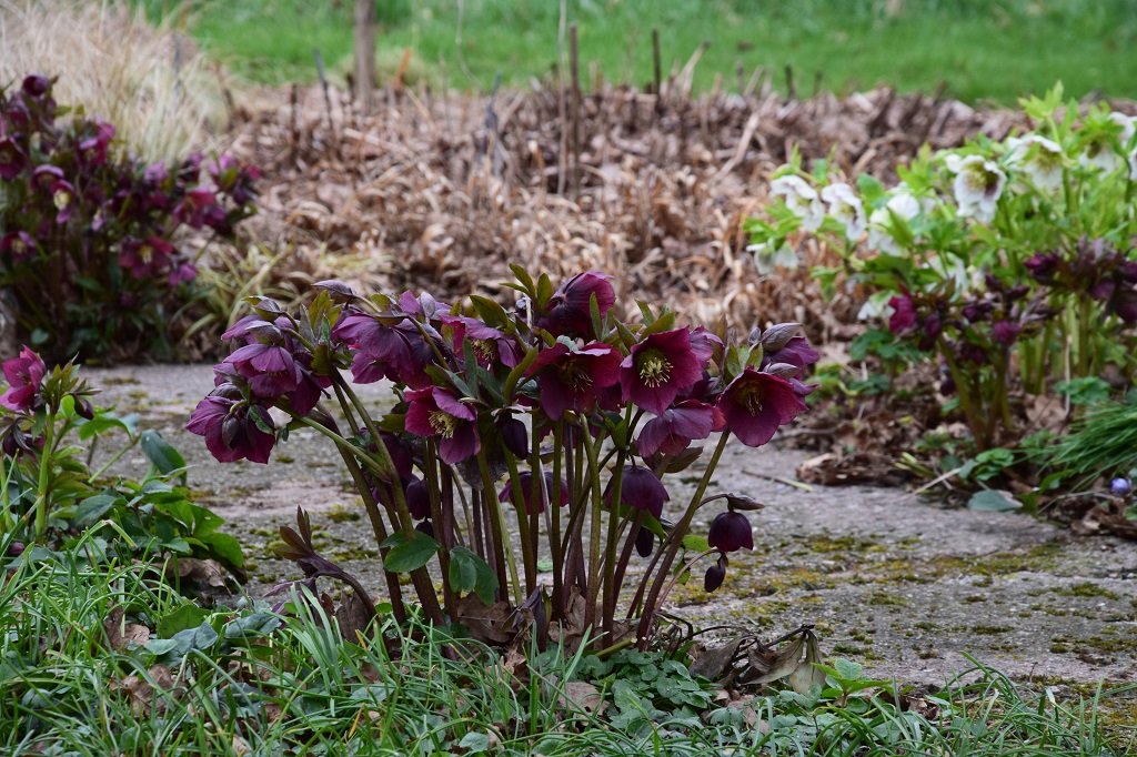 DSC_0664.JPG