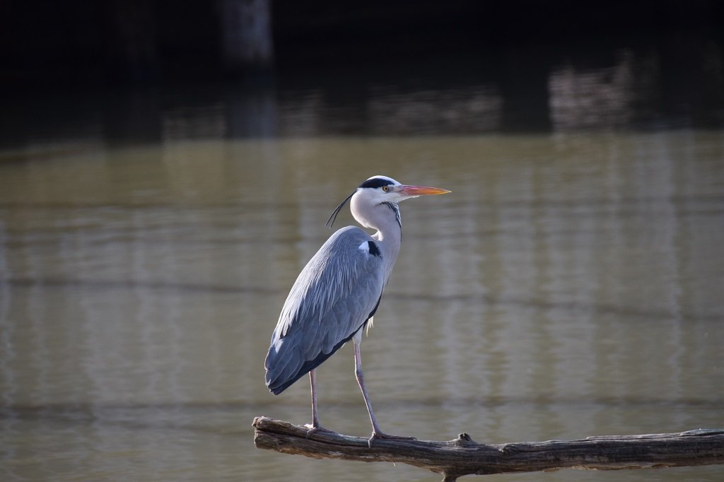 DSC_0158.JPG
