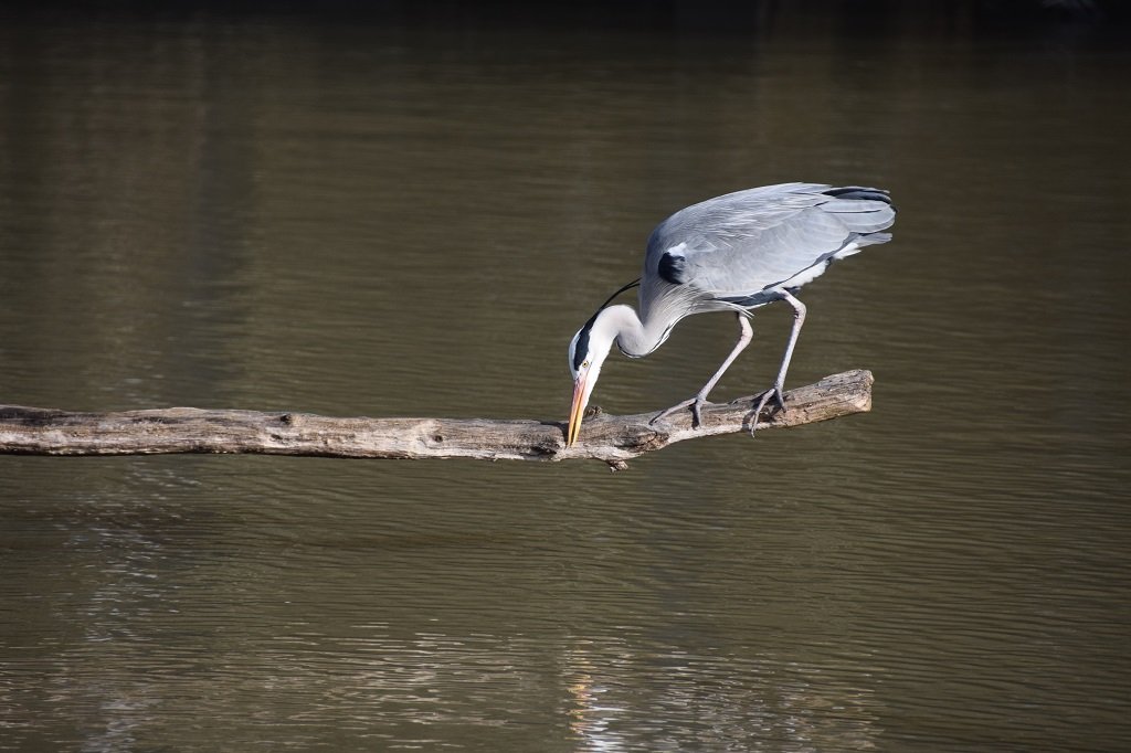 DSC_0186.JPG