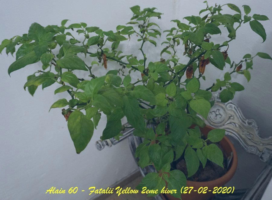 Fatalii Yellow.JPG