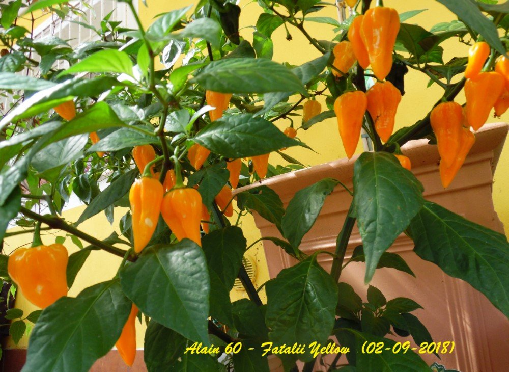 Fatalii Yellow (A scelta).JPG