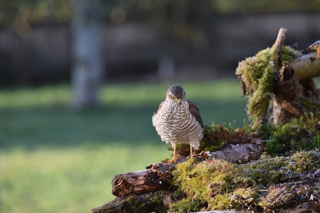 DSC_2103.JPG