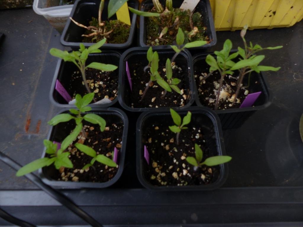 tomates précoces S08 02 20 - Copie.JPG