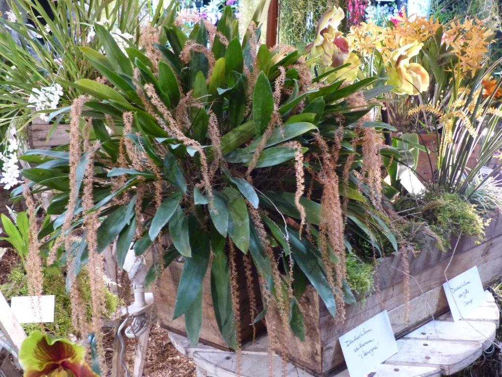 dendrochilum wittianum expo - Copie.JPG