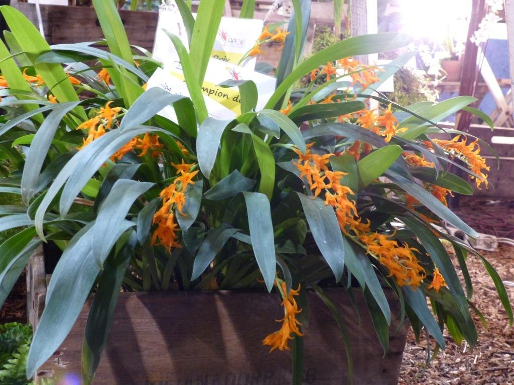 ada aurantiaca.JPG