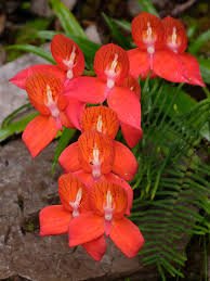 disa uniflora.jpg