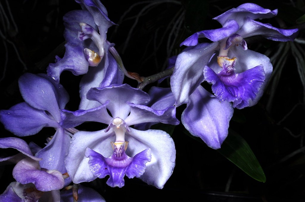 acacallis cyanea.jpg