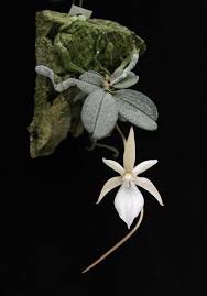 aerangis punctata 2.jpg