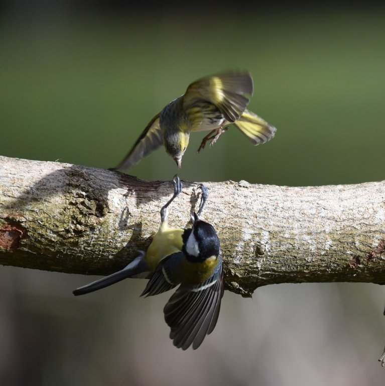 DSC_2324 - Copie.JPG