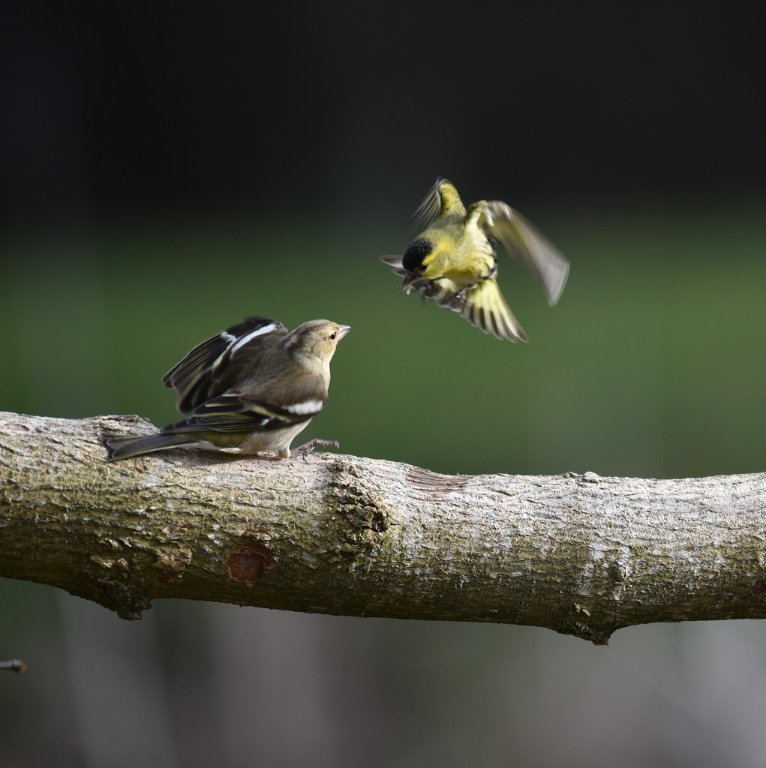 DSC_2690.JPG