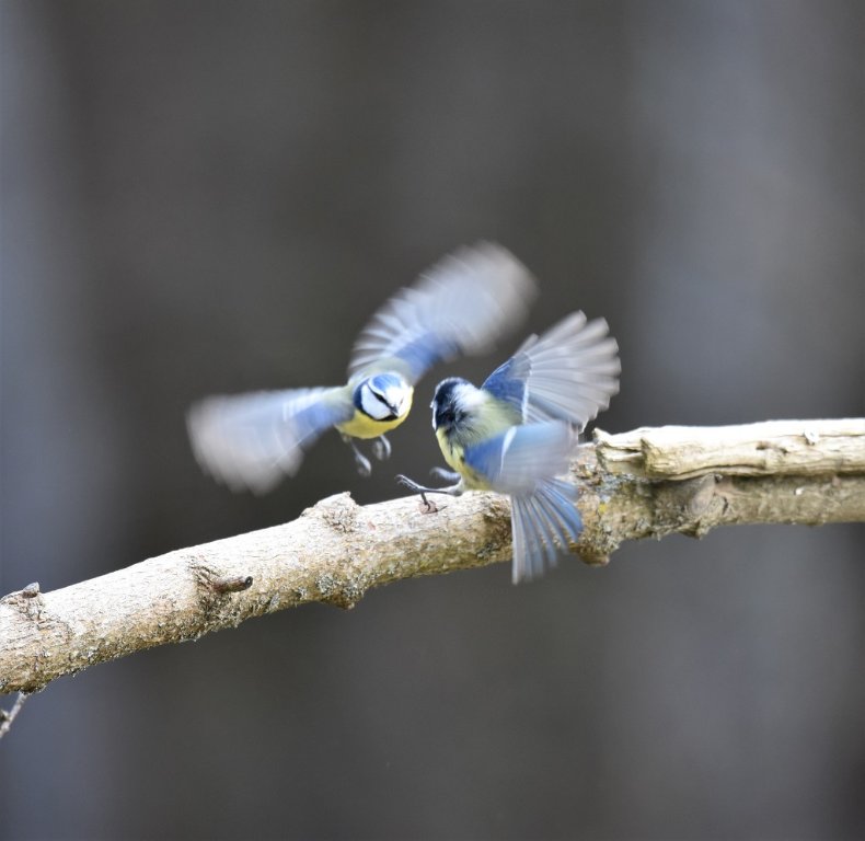 DSC_2723.JPG