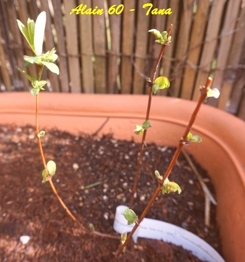 Lonicera Caerulea emphyllocalyx Tana.JPG