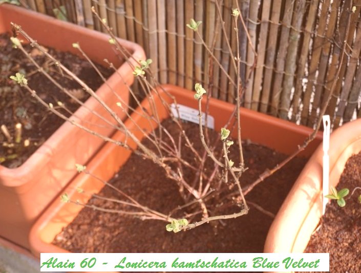 Lonicera kamtschatica Blue Velvet.JPG