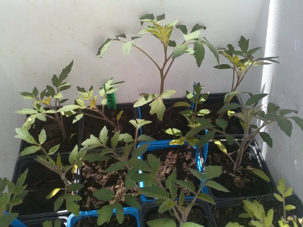 tomates 2020 -mars -14.jpg