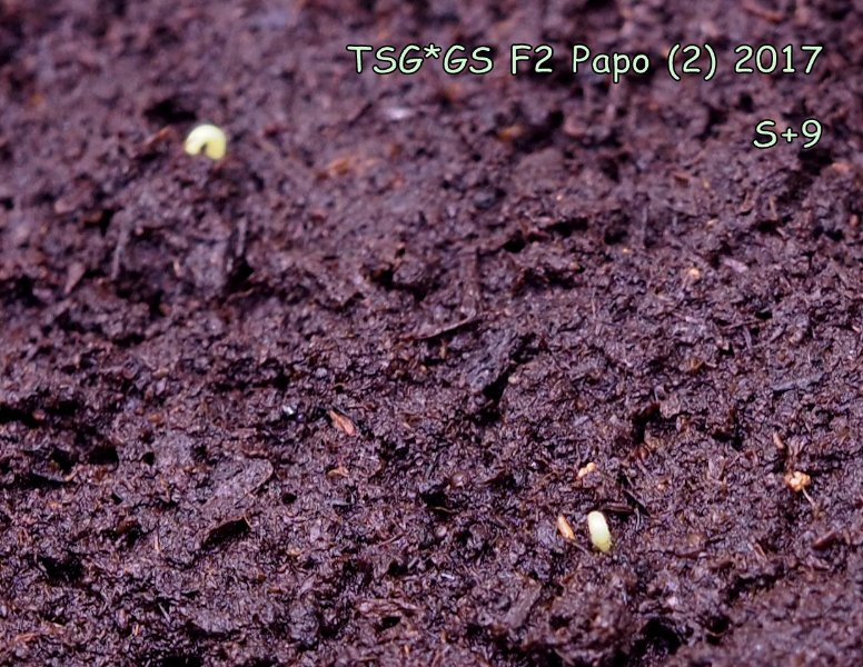 Papo4334_TSG x GS F2 Papo (2)_013.JPG