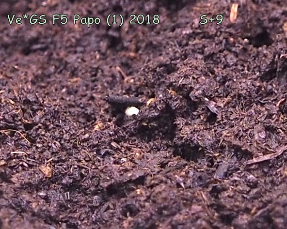Papo4334_Ve x GS F5 Papo (1) 011.JPG