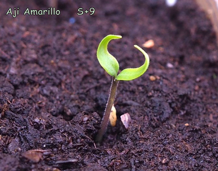 Papo4334_Amarillo_008.JPG