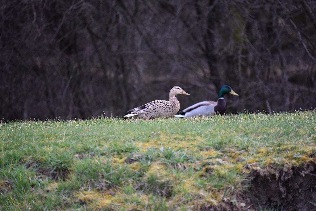 DSC_2783.JPG