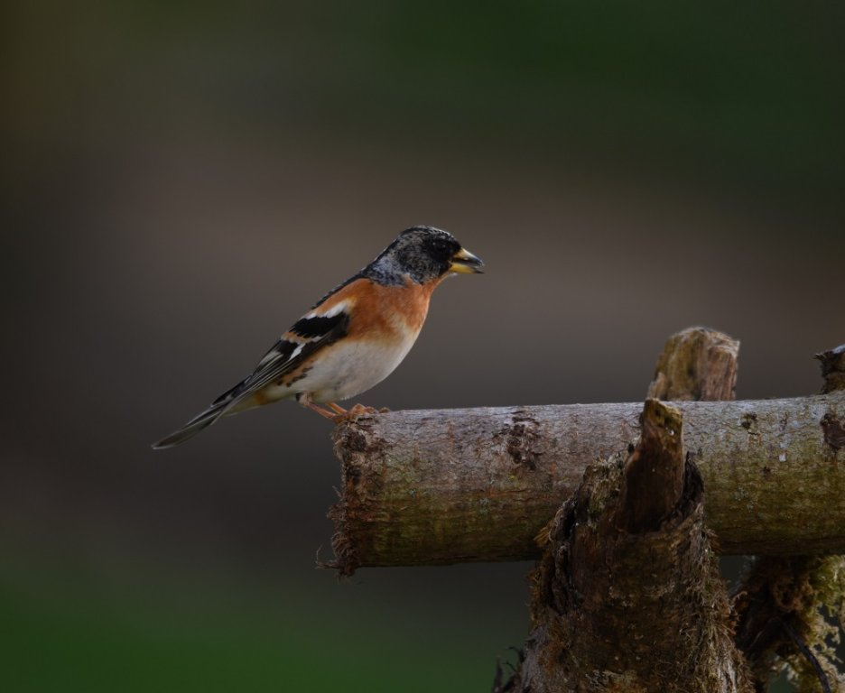 DSC_3211.JPG