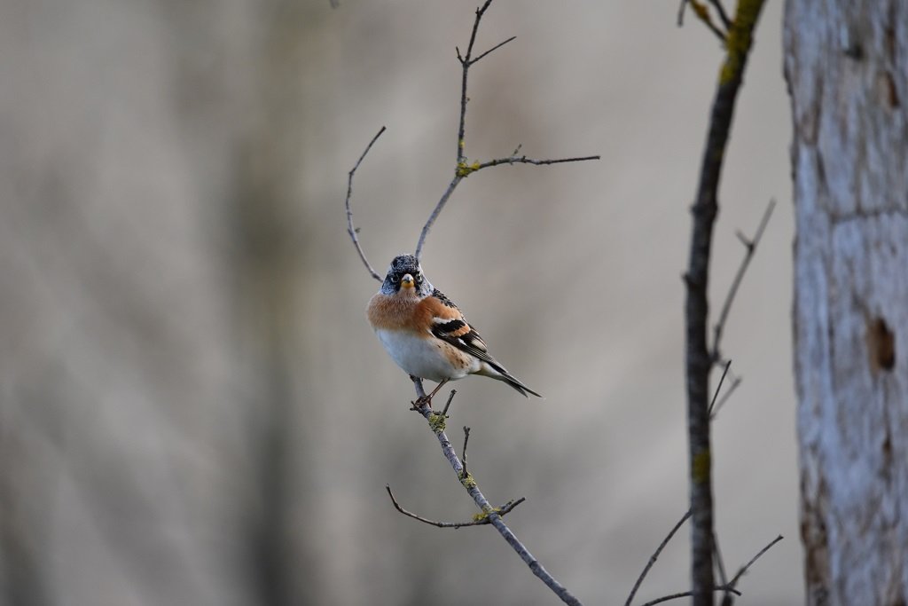 DSC_3678.JPG