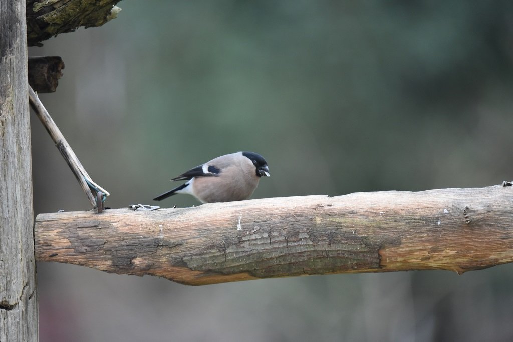 DSC_3738.JPG