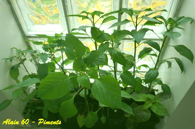 Piments (A scelta).JPG