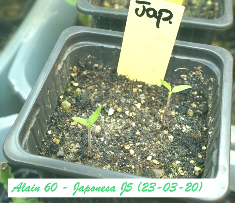 Japonesa (A scelta).JPG