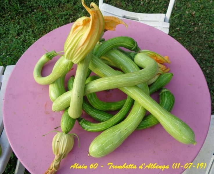 Courgettes 6.JPG