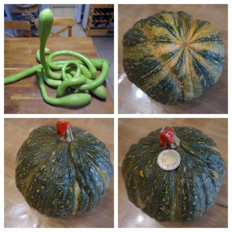 Courges vertes (A scelta).jpg