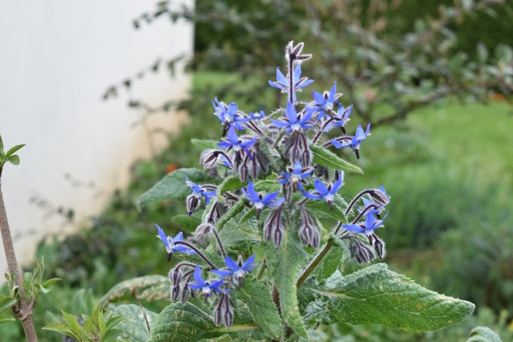 DSC_0722.JPG