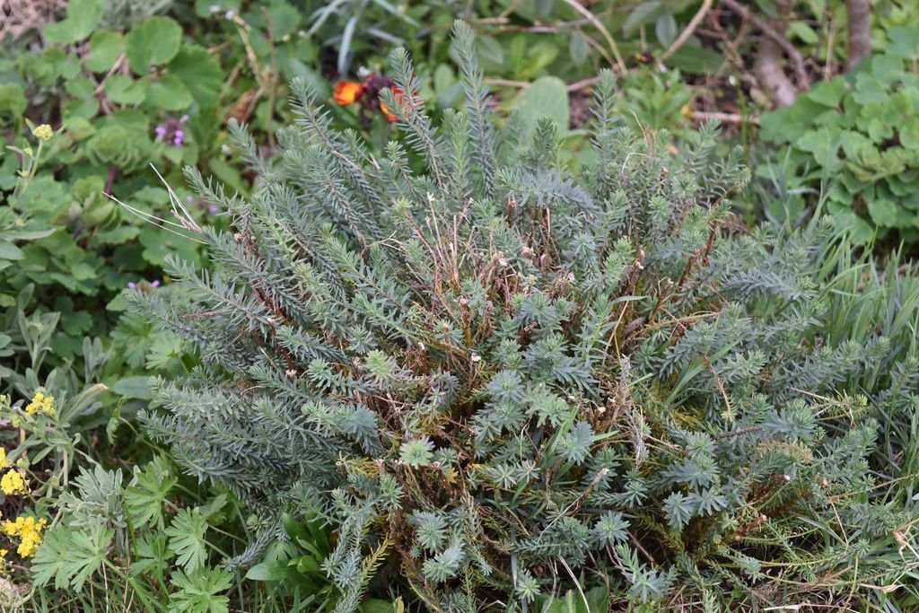 DSC_0725.JPG