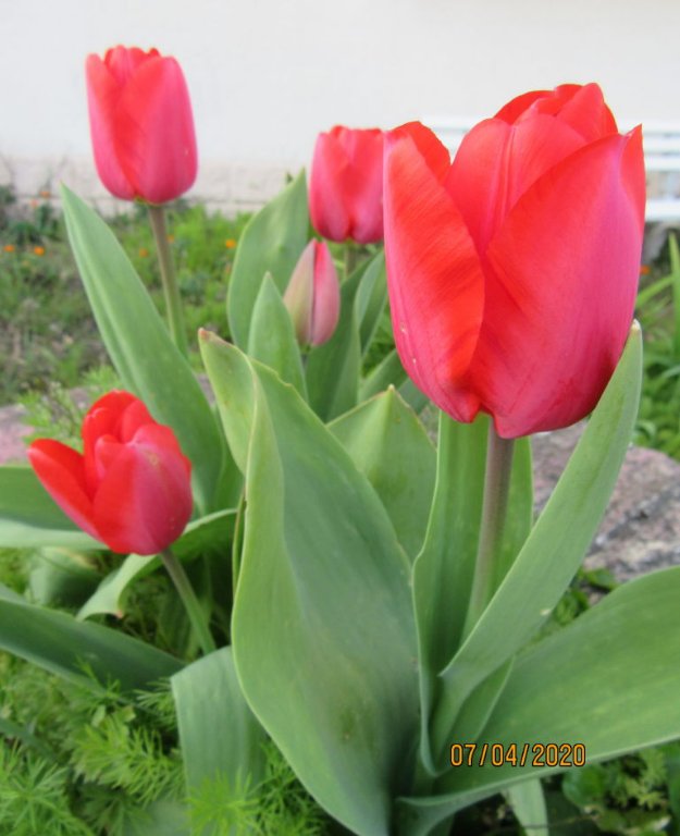 tulipe puits.jpg