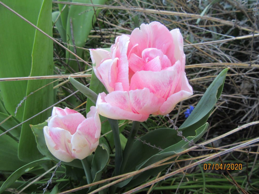 tulipe rose.jpg