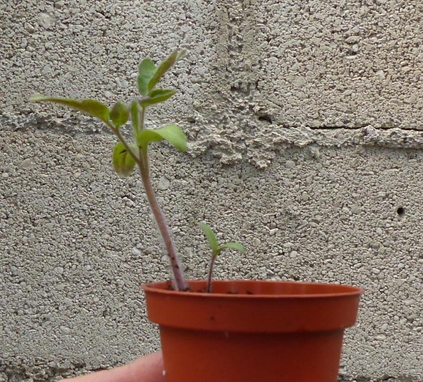 plant avec retardataire.JPG