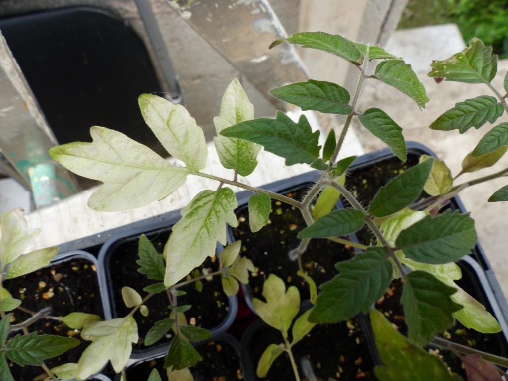 plants feuilles blanches.JPG