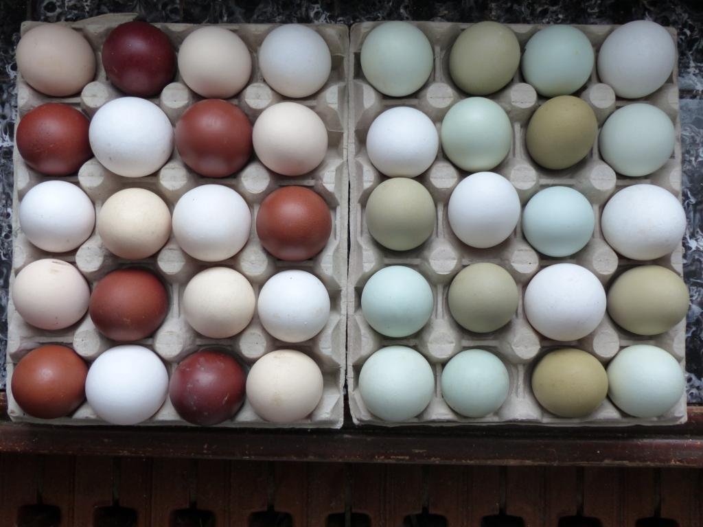 couleurs oeufs 2020.JPG