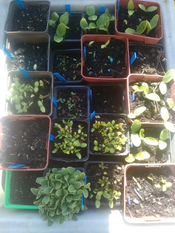 semis de melons/concombres/courgettes/basilic