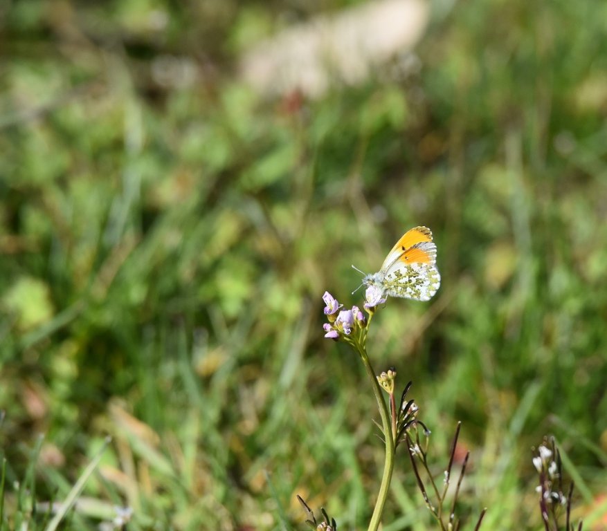 DSC_8500.JPG