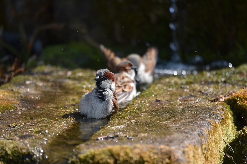 DSC_5648.JPG