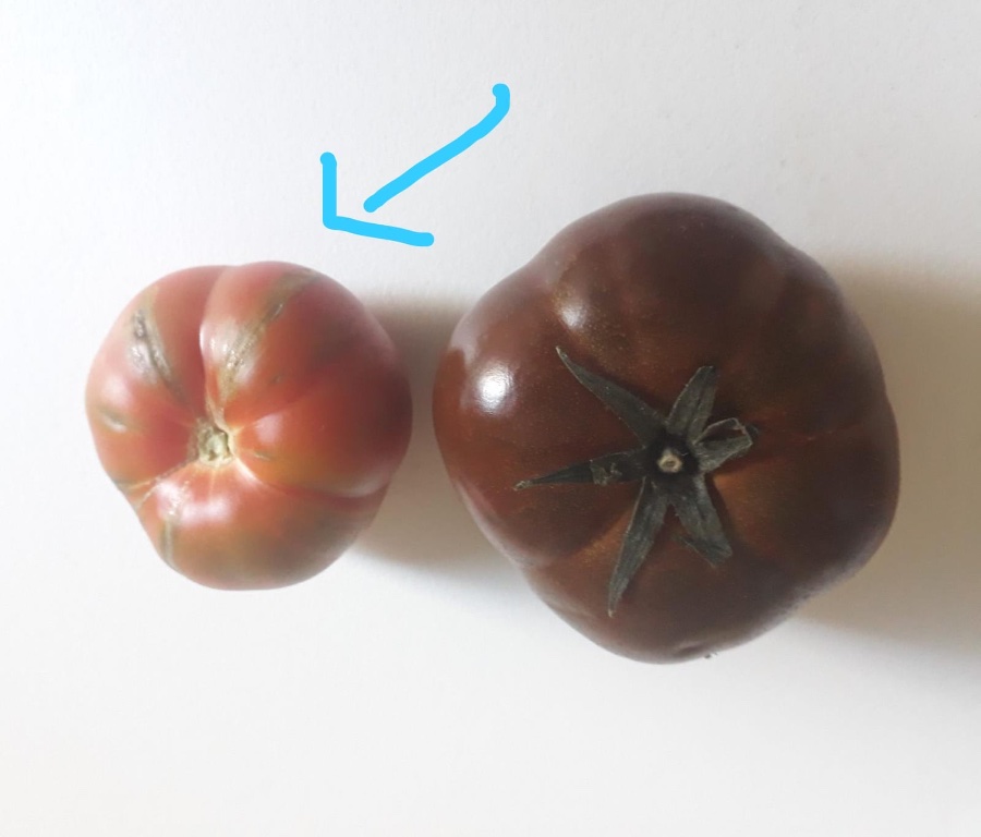 tomate mystère