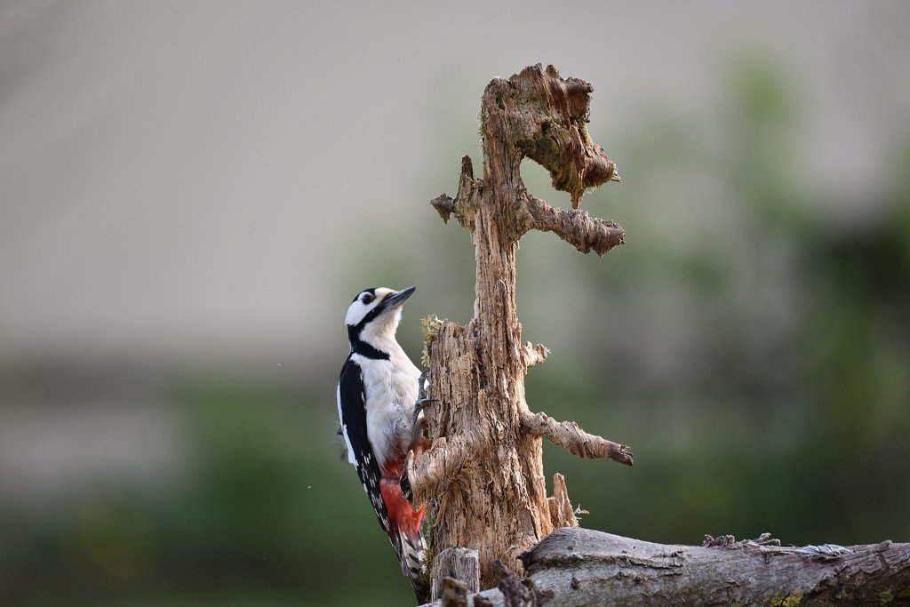 DSC_6790.JPG