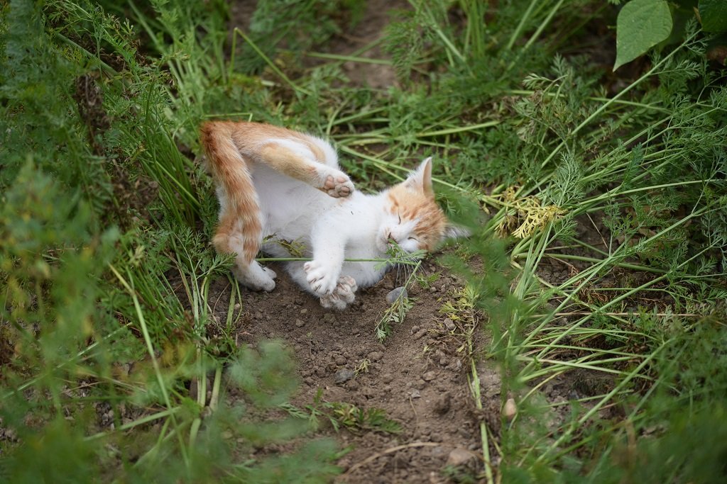 DSC_0599.JPG