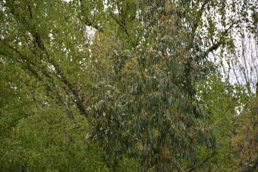 Eucalyptus en fleurs