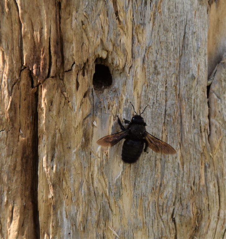 DSC_0487.JPG