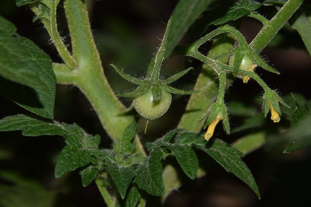 DSC_0559.JPG