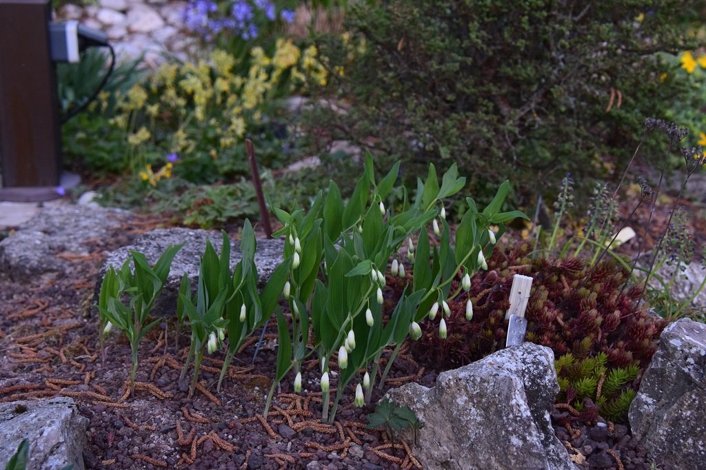 DSC_0584.JPG